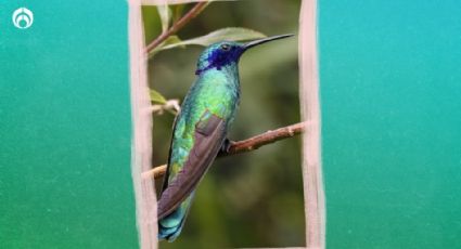 Hospital de colibríes en Polanco: una mujer convirtió su casa en refugio de pajaritos