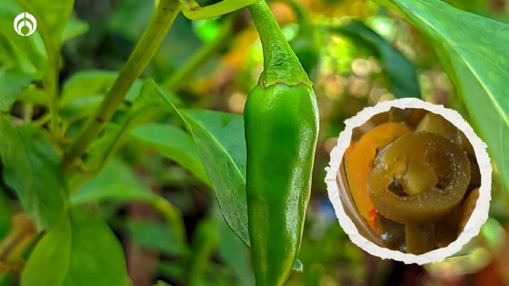 ¿Qué tan buenos son los chiles de La Costeña? Esto dice Profeco