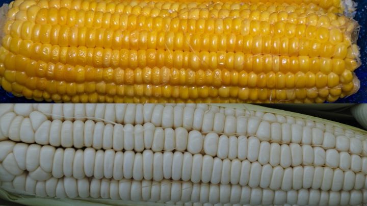 ¿Cuál es la diferencia entre el elote amarillo y el blanco? No creerás la respuesta