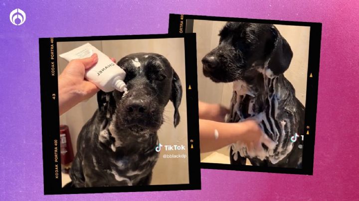 ¿Conoces al perrito que bañan con productos Chanel? Esto cuesta su set