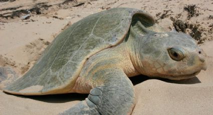 ¡Playa Miramar está en dulce espera! Autoridades resguardan 424 huevos de tortugas 'lora'