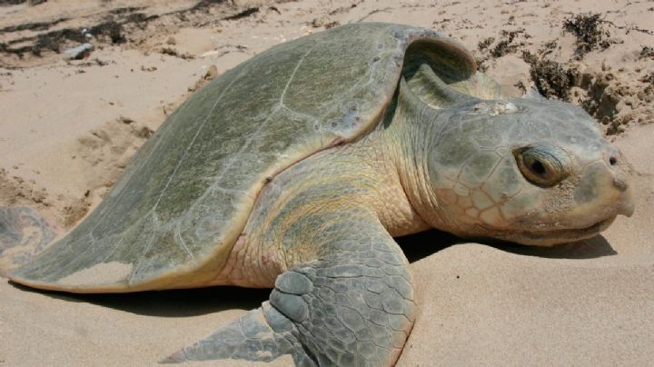 ¡Playa Miramar está en dulce espera! Autoridades resguardan 424 huevos de tortugas 'lora'