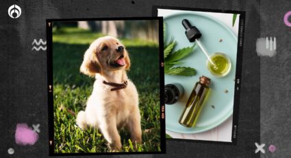 ¿Mariguana para perros? El CBD presente en la planta ayuda a tratar enfermedades de tus lomitos