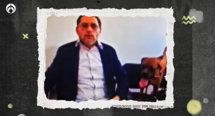 ¡'El Chato' hace historia! Es el primer perrito en participar en audiencia judicial en México