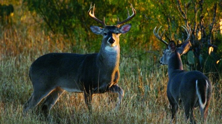 Cacería ilegal en Tamaulipas: se reciben denuncias de caza de venado cola blanca