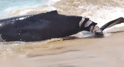 (FOTOS) Muere ballenato por cortes de propela de embarcación en playa de Los Cabos