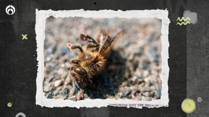 ¿Qué significa encontrar abejas muertas en tu casa?