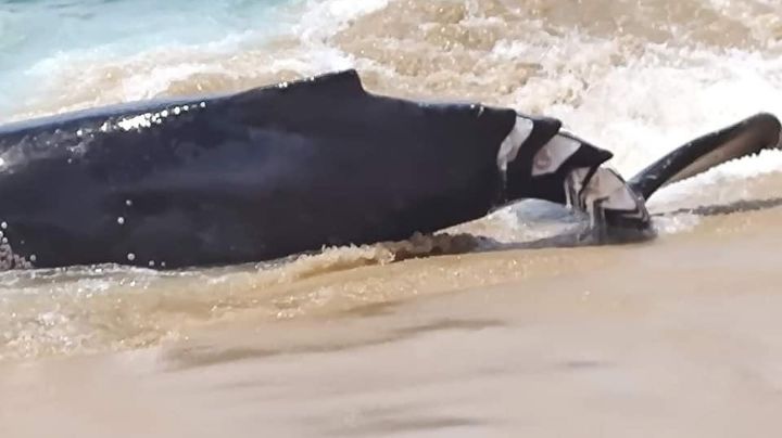 (FOTOS) Muere ballenato por cortes de propela de embarcación en playa de Los Cabos
