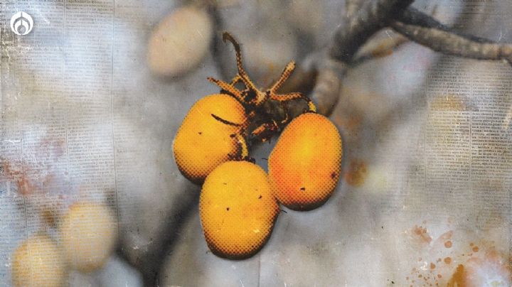 ¿Qué tan buenas son las ciruelas del monte? El don que calla un fruto curativo