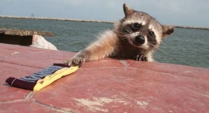 (FOTOS) Parecen tiernos pero no: Piden no domesticar a mapaches porque pueden atacarte