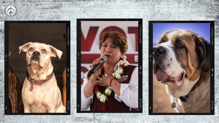 Los perritos de Delfina: Ha adoptado 4 durante la campaña y niega 'limpia' de lomitos en Texcoco