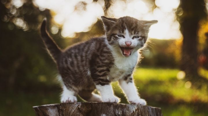 Gatitos: esto es lo que te quieren decir según sus movimientos de orejas (VIDEO)