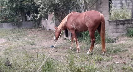 Regidor denuncia presencia de caballos en plena zona centro de Madero