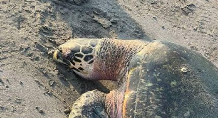 (FOTOS) Hallan tortuga muerta en playa 'El Morro', especie en peligro de extinción