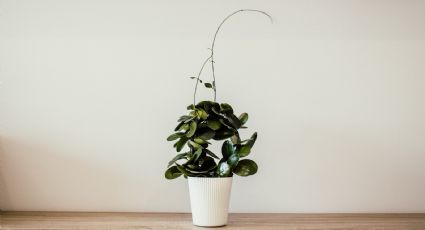 ¿Cuándo debo ponerle abono a mis plantas y cuál es el ideal?