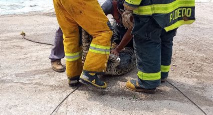 Vecinos temen ataque de cocodrilos en laguna Nuevo Amanecer "Ya se comieron un perrito"