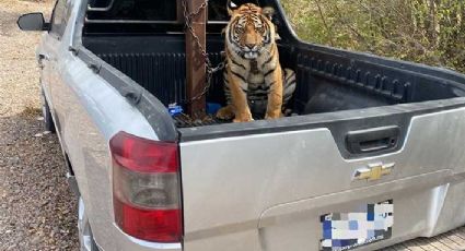 ¿On'ta Baluma?: ejército recupera tigre de bengala en Culiacan