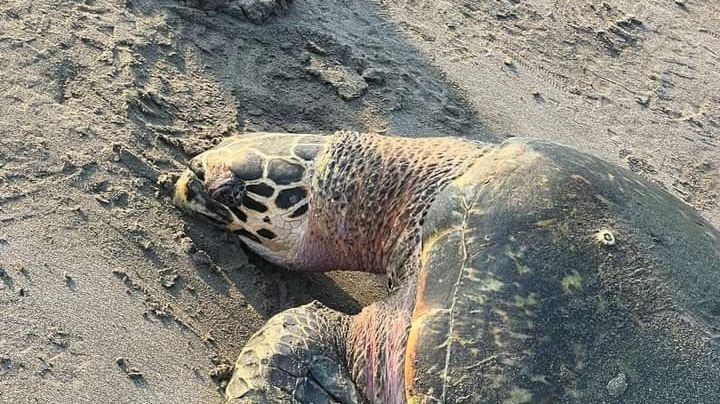 (FOTOS) Hallan tortuga muerta en playa 'El Morro', especie en peligro de extinción