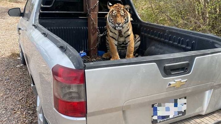 ¿On'ta Baluma?: ejército recupera tigre de bengala en Culiacan