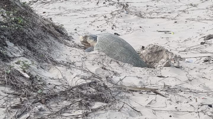 (VIDEO) ¡Qué lindooo! 25 Tortugas loras salen a desovar en playa Miramar