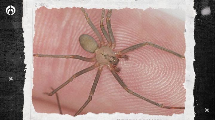 ¡Ojo! Arranca la temporada de araña violinista: 10 tips para que no te piquen