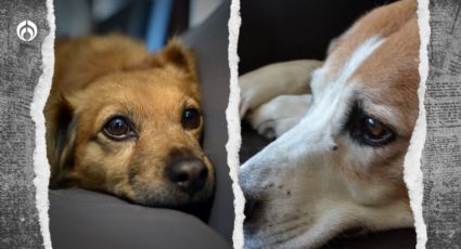 Perritos: ¿pueden morir de tristeza o sólo es un mito?