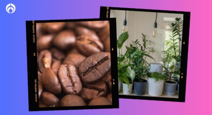 ¿El café es bueno para las plantas? Esta es la verdad sobre el truco