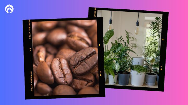 ¿El café es bueno para las plantas? Esta es la verdad sobre el truco