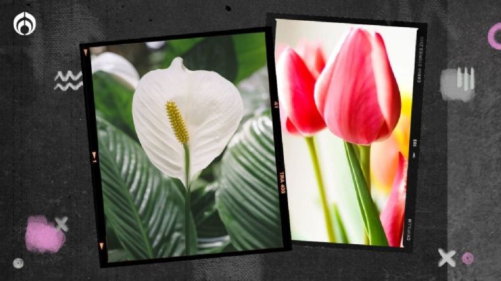 ¿El tulipán es venenoso? 8 plantas tóxicas que seguro tienes en casa