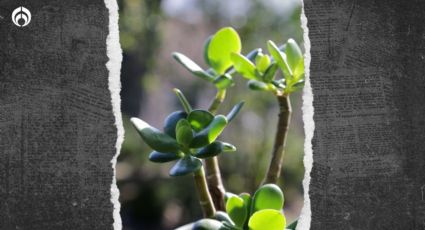 Árbol de jade: este es el mejor lugar para colocarlo en tu casa y atraer dinero