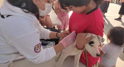 Esterilización en perros y gatos controla nacimiento de nuevas crías: Salud Sonora