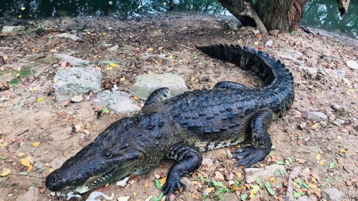 Alerta cocodrilo: casi 80 huevos son anidados por las hembras y ¡OJO! pueden ser muy agresivas