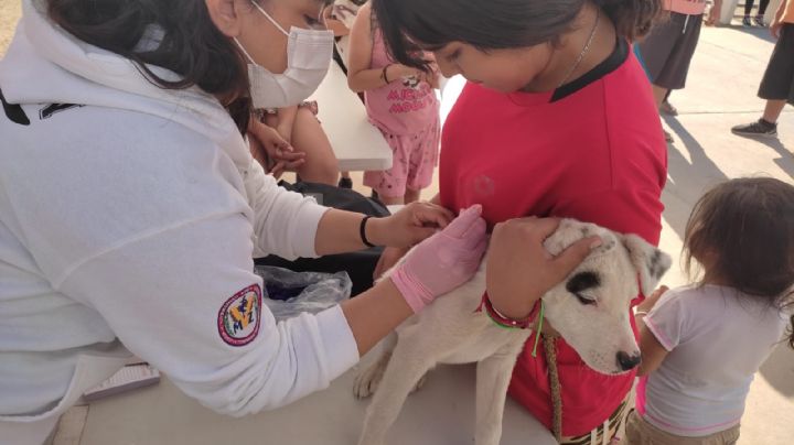 Esterilización en perros y gatos controla nacimiento de nuevas crías: Salud Sonora