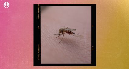 ¿Te pican mucho los mosquitos? Estas podrían ser las razones