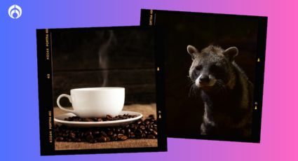 ¿Lo probarías? Así se prepara el café que proviene del excremento de un animal