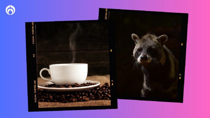 ¿Lo probarías? Así se prepara el café que proviene del excremento de un animal