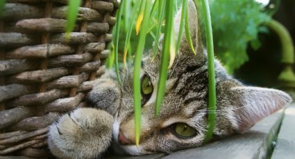 ¿Por qué mi gato se come las plantas? Ten cuidado; esta es la razón