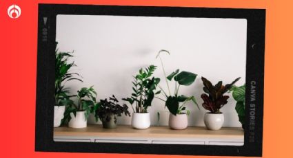 ¡Ay dolor, ya me volviste a dar! Las plantas lloran cuando están en peligro, revela estudio