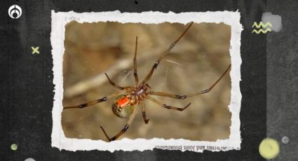 Araña viuda marrón: ¿qué tan peligrosa es y cuándo es su temporada?