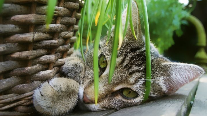 ¿Por qué mi gato se come las plantas? Ten cuidado; esta es la razón