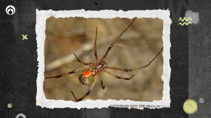 Araña viuda marrón: ¿qué tan peligrosa es y cuándo es su temporada?