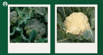 Brócoli vs. coliflor: ¿Cuál es su diferencia y cuál es mejor, según Profeco?