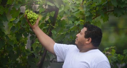 Conoce el primer viñedo de Quintana Roo que cautiva a locales y extranjeros