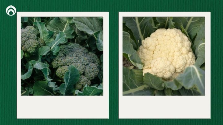 Brócoli vs. coliflor: ¿Cuál es su diferencia y cuál es mejor, según Profeco?