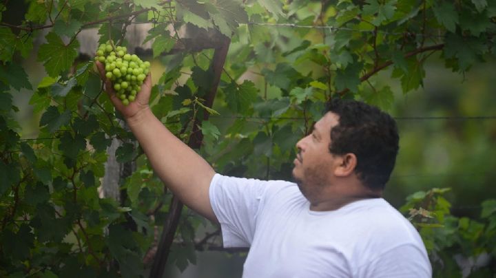 Conoce el primer viñedo de Quintana Roo que cautiva a locales y extranjeros