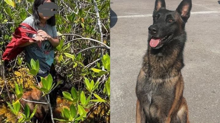 Conoce a 'Yeik', perro rescatista que ubicó a una menor pérdida en la selva de Quintana Roo