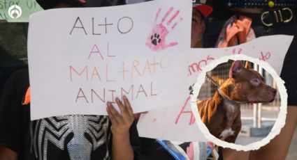 No más perros en la azotea: Proponen iniciativa para castigarlo como maltrato con 5 años de cárcel