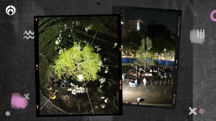 Llega ‘inquilino’ a Reforma: plantan otro árbol en la Glorieta del Ahuehuete (FOTOS)