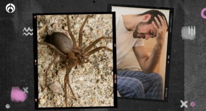 Araña violinista: esta es la peligrosa enfermedad que causa su picadura