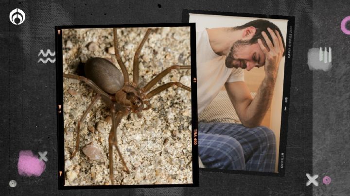 Araña violinista: esta es la peligrosa enfermedad que causa su picadura